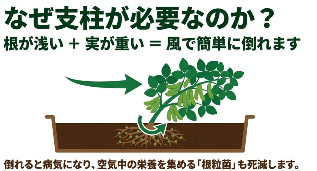 プランターの枝豆が倒れやすい原因と根粒菌を守る支柱の役割