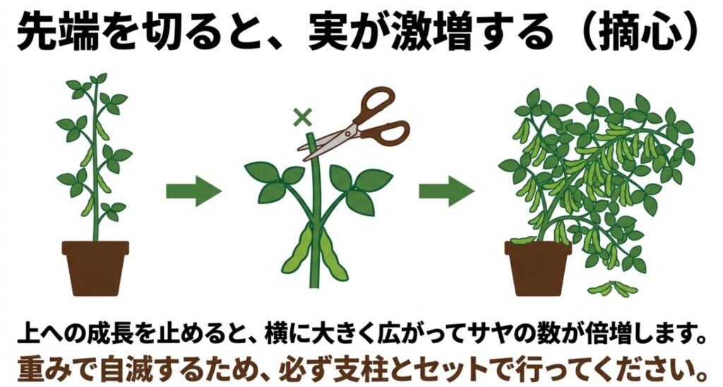 枝豆の収穫量が倍増する摘心作業と自重で倒れないための支柱の必要性