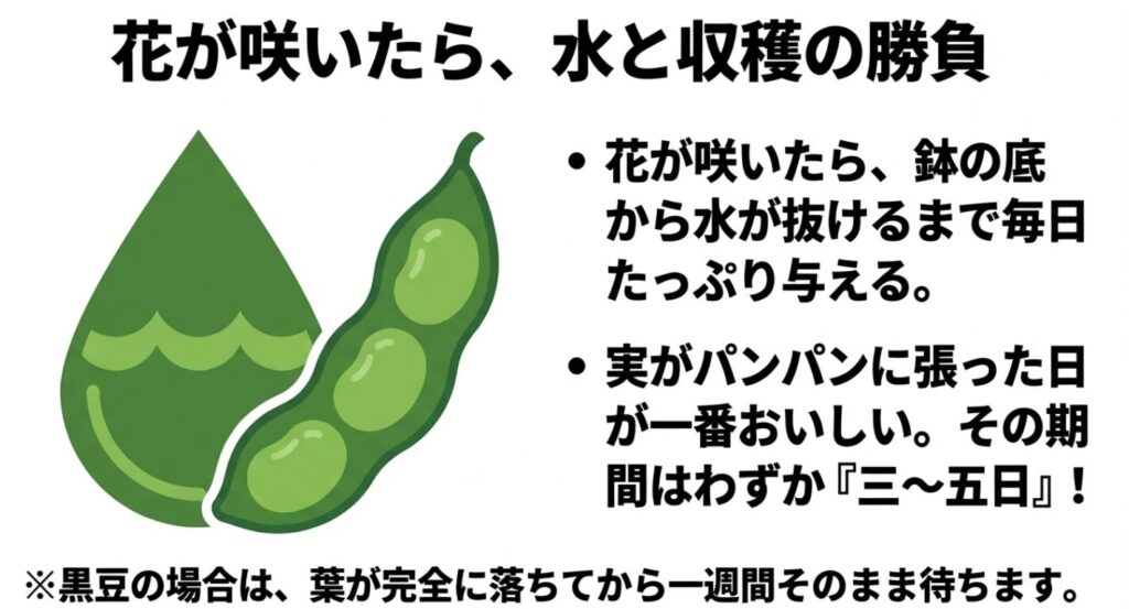 花が咲いた後のたっぷりの水やりと美味しい枝豆を収穫するためのタイミング