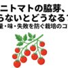 たわわに実ったミニトマトのイラストと、「ミニトマトの脇芽、取らないとどうなる？収穫量・味・失敗を防ぐ栽培のコツ」というタイトルテキスト 。