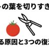ハサミとミニトマトのイラスト。トマトの葉を切りすぎたことによる枯れる原因と3つの復活法についてのタイトルスライド