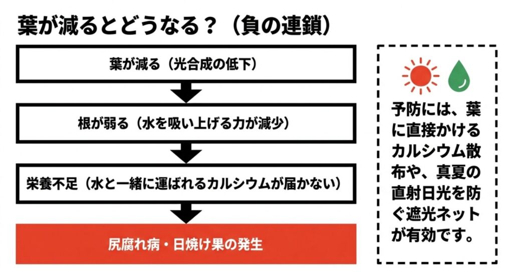 葉が減ることで光合成が低下し、根が弱り、栄養不足（カルシウム不足）から尻腐れ病や日焼け果が発生するという負の連鎖を解説したスライド