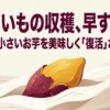甘くない・小さいさつまいもを美味しく復活させる極意のタイトル画像