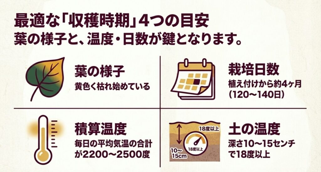 さつまいもの収穫時期を見極めるための葉の色、栽培日数、積算温度の4つの目安