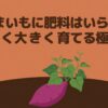 さつまいも栽培において肥料を控え、甘く大きく育てる極意をまとめたタイトルスライド