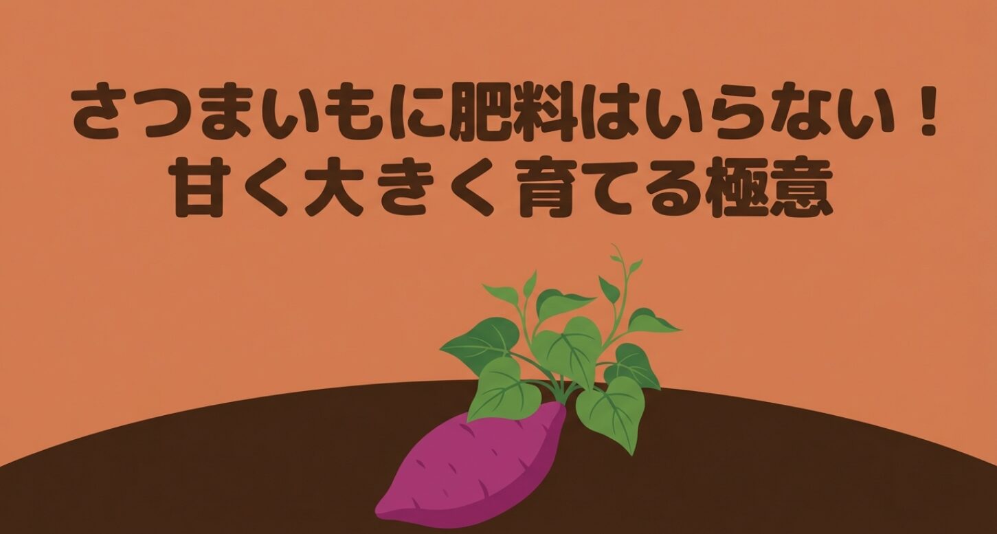 さつまいも栽培において肥料を控え、甘く大きく育てる極意をまとめたタイトルスライド