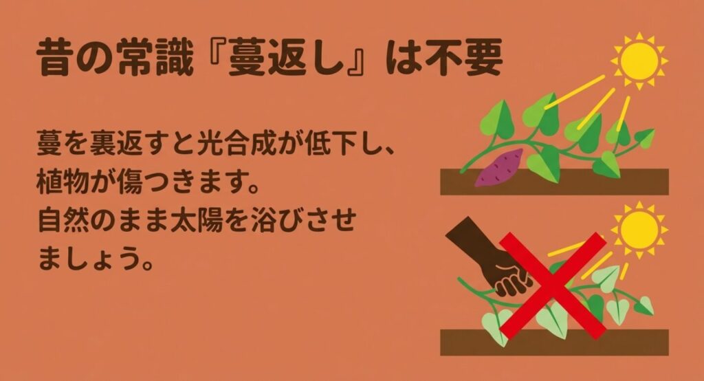 蔓を裏返すと光合成が低下するため自然のまま太陽を浴びさせるべきだという解説スライド