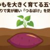 さつまいものつるぼけを防ぎ、大きく育てるための五つの鉄則をまとめたタイトルスライド