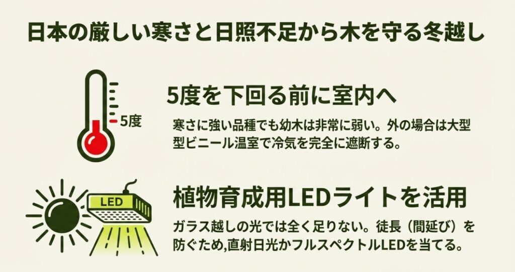 5度を下回る前に室内へ移動し、日照不足を防ぐために植物育成用LEDライトを活用する様子