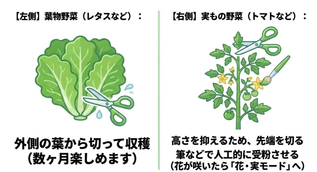 レタスなどの葉物野菜のかき取り収穫と、トマトの人工授粉や剪定方法のイラスト
