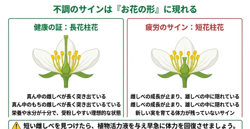 ピーマンの健康状態を示す長花柱花と、疲労のサインである雌しべが短い短花柱花の比較