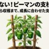 植え付けから収穫まで成長に合わせたピーマンの支柱の立て方