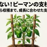 植え付けから収穫まで成長に合わせたピーマンの支柱の立て方