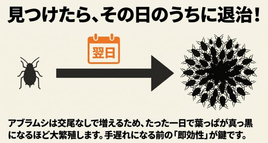 見つけたらその日のうちに退治。アブラムシは交尾なしで増えるため即効性が鍵
