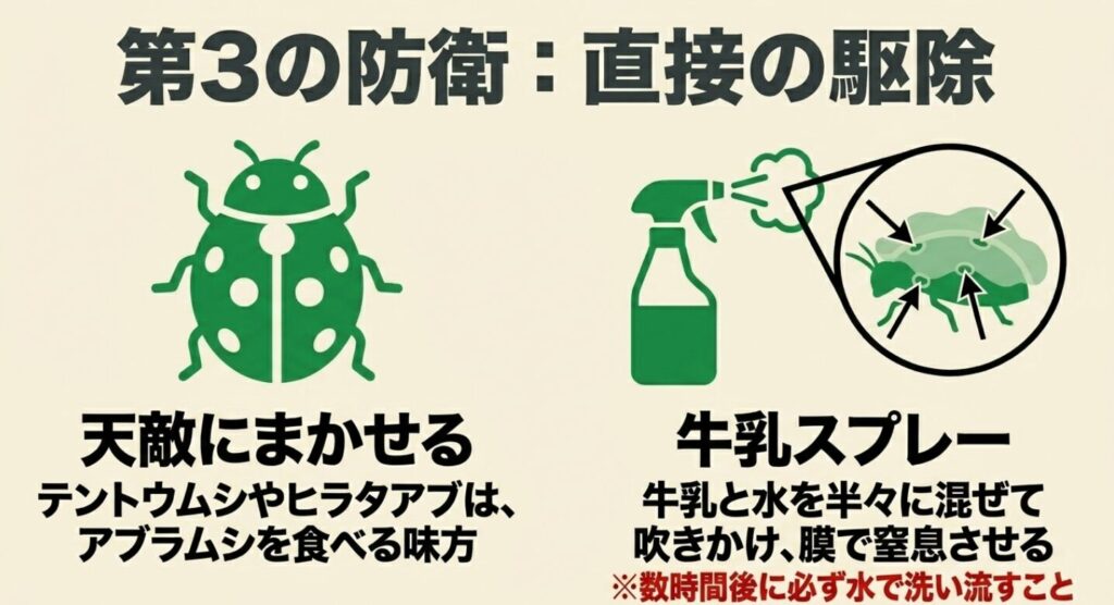 第3の防衛線。テントウムシなどの天敵利用や、牛乳スプレーによる無農薬での直接駆除