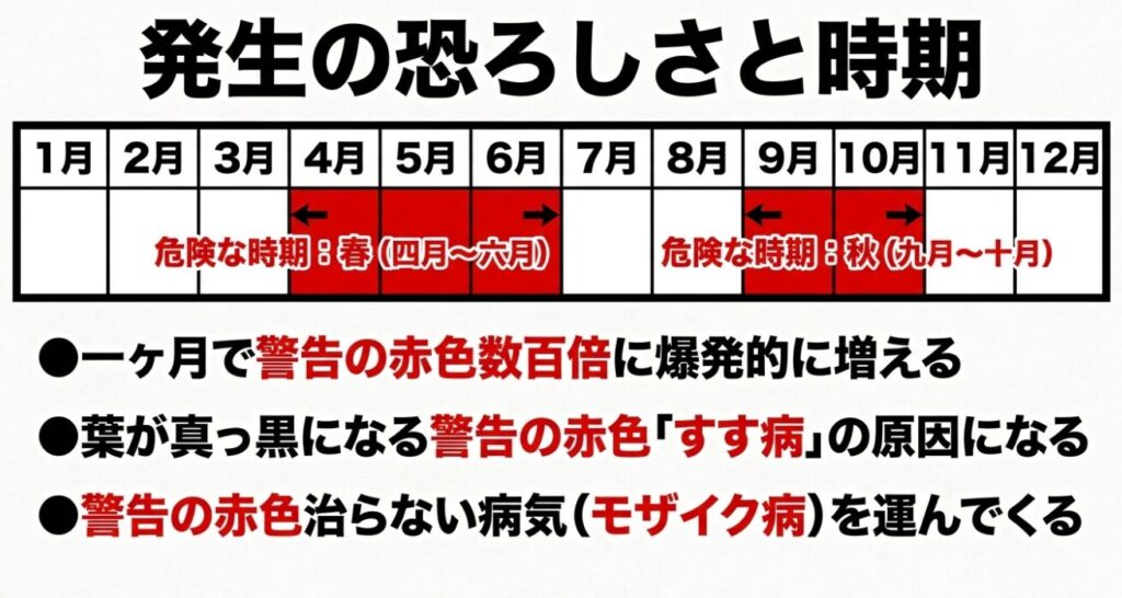 アブラムシ発生の危険な時期（春と秋）とすす病・モザイク病のリスク
