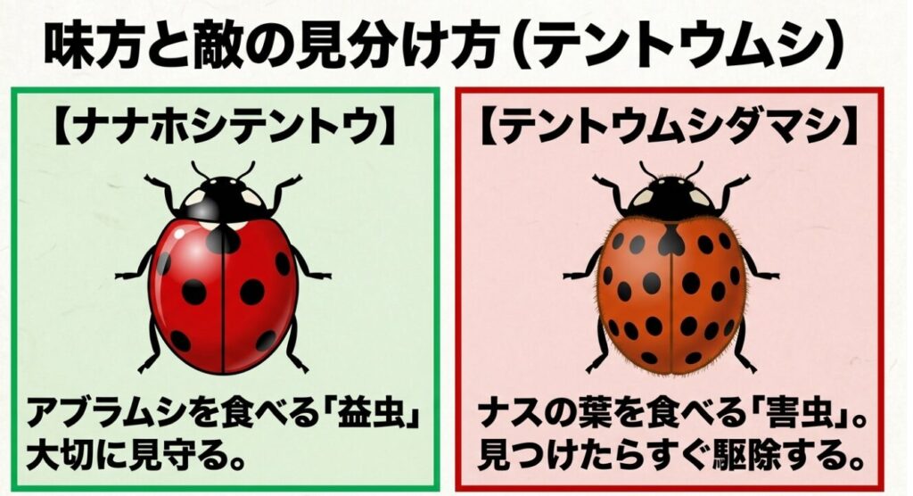 ナスを守る益虫ナナホシテントウと害虫テントウムシダマシの見分け方