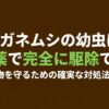 コガネムシの幼虫は無農薬で完全に駆除できる 。大切な植物を守るための確実な対処法と予防策 。