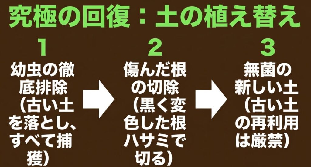 究極の回復である土の植え替え手順 。幼虫の徹底排除、傷んだ根の切除、無菌の新しい土への交換という3ステップ 。