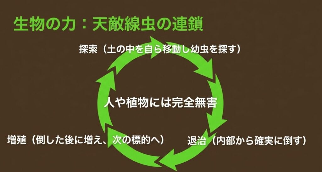 生物の力である天敵線虫の連鎖 。自ら移動して幼虫を探索し、内部から確実に退治した後、増殖して次の標的へ向かうプロセス 。