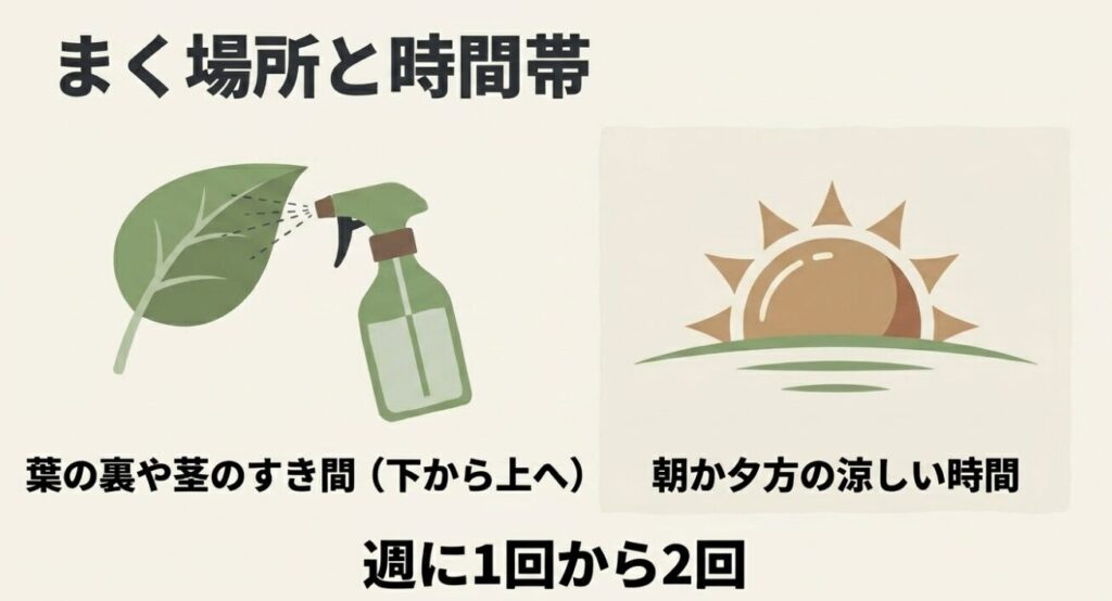 スプレーをまく場所は葉の裏や茎の隙間、時間は朝か夕方の涼しい時間帯が最適な理由