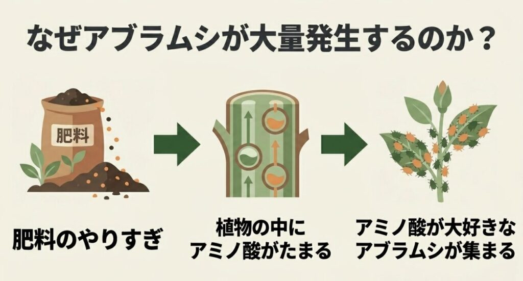 肥料のやりすぎにより植物内にアミノ酸がたまり、アブラムシが大量発生する仕組み