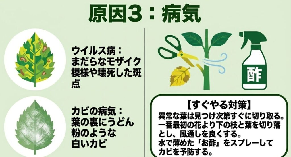 ウイルス病やカビによるピーマンの病気の症状と、風通しの改善やお酢スプレーによるすぐやる対策の解説
