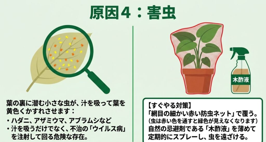 ハダニやアザミウマなどの害虫被害の症状と、赤い防虫ネットや木酢液を使ったすぐやる対策の解説