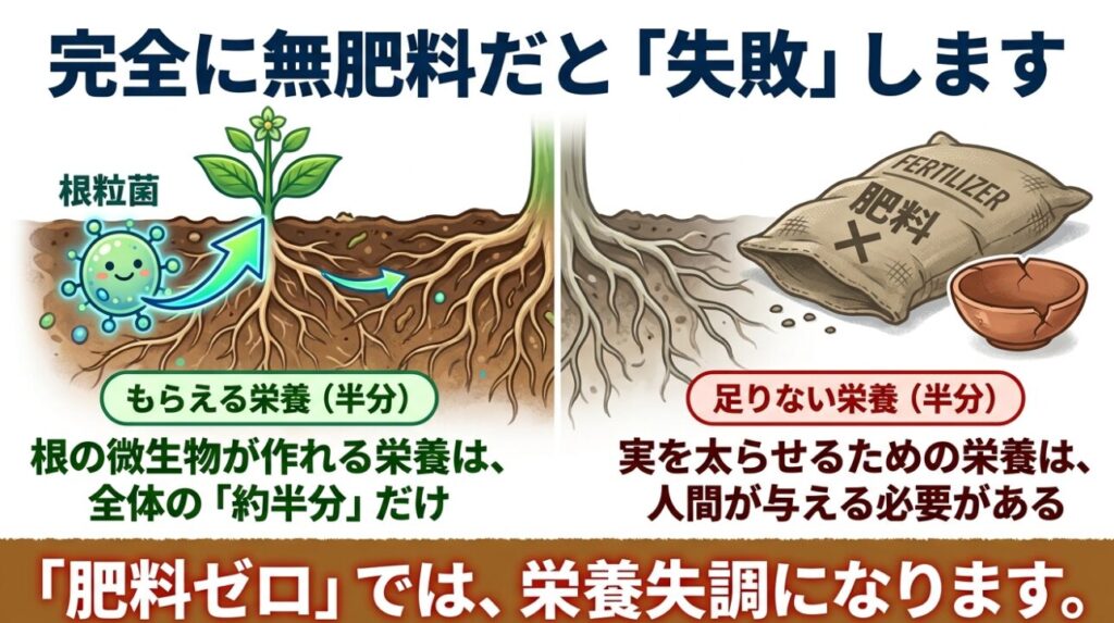 根粒菌から枝豆がもらえる栄養は全体の約半分だけであり、完全に無肥料だと失敗することを示す図解