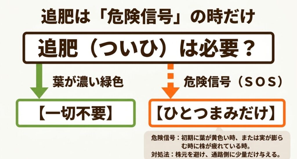 追肥は危険信号の時だけ必要。葉が濃い緑色の時は一切不要で、初期に葉が黄色い時や実が膨らむ時に株が疲れているSOS時のみ、株元を避け通路側にひとつまみだけ与える。