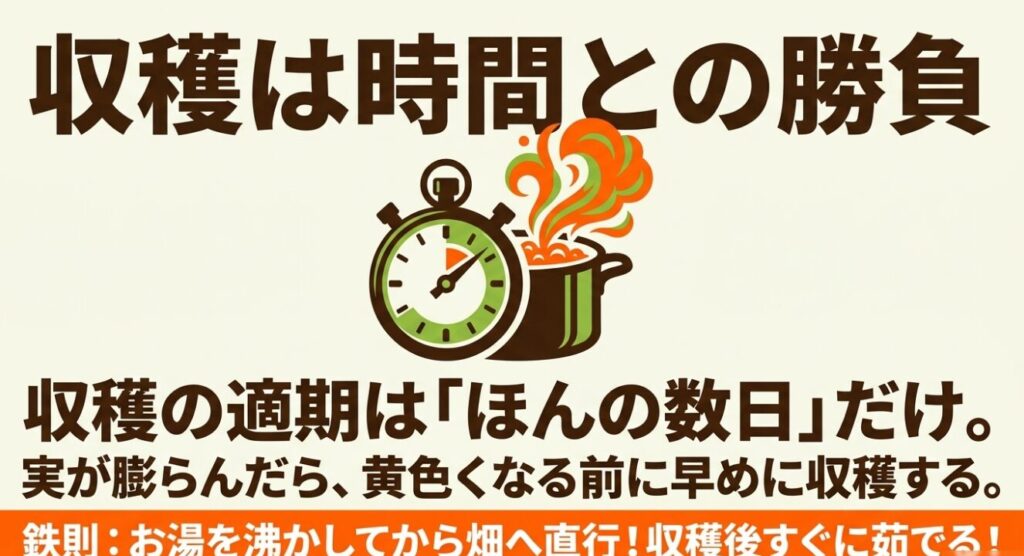 収穫は時間との勝負。実が膨らんだら黄色くなる前に早めに収穫し、お湯を沸かしてから畑へ直行して収穫後すぐに茹でるのが鉄則。