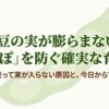 枝豆の実が膨らまない空莢（あきさや）を防ぐための確実な育て方と対策