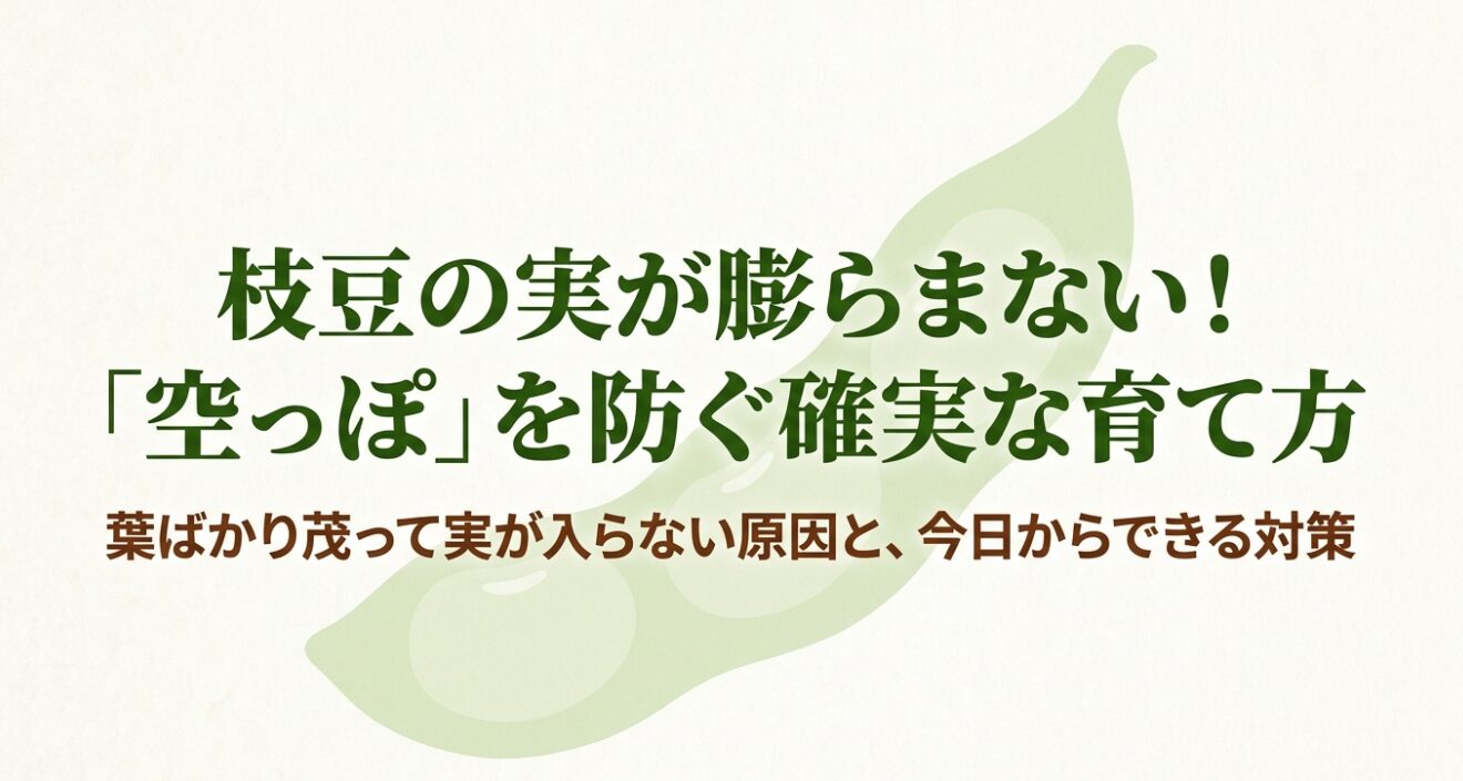枝豆の実が膨らまない空莢（あきさや）を防ぐための確実な育て方と対策