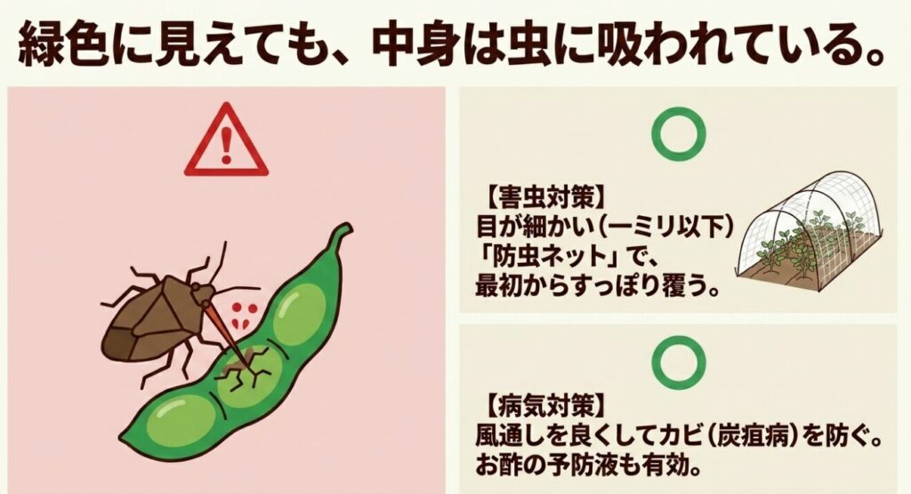 カメムシが枝豆の莢から汁を吸う被害の様子と、1ミリ以下の防虫ネットやお酢を使った無農薬の害虫・病気対策