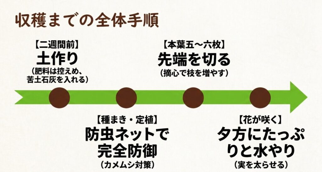 枝豆の土作り、種まき・定植、本葉5〜6枚での摘心、開花時の水やりまでを時系列でまとめた全体手順