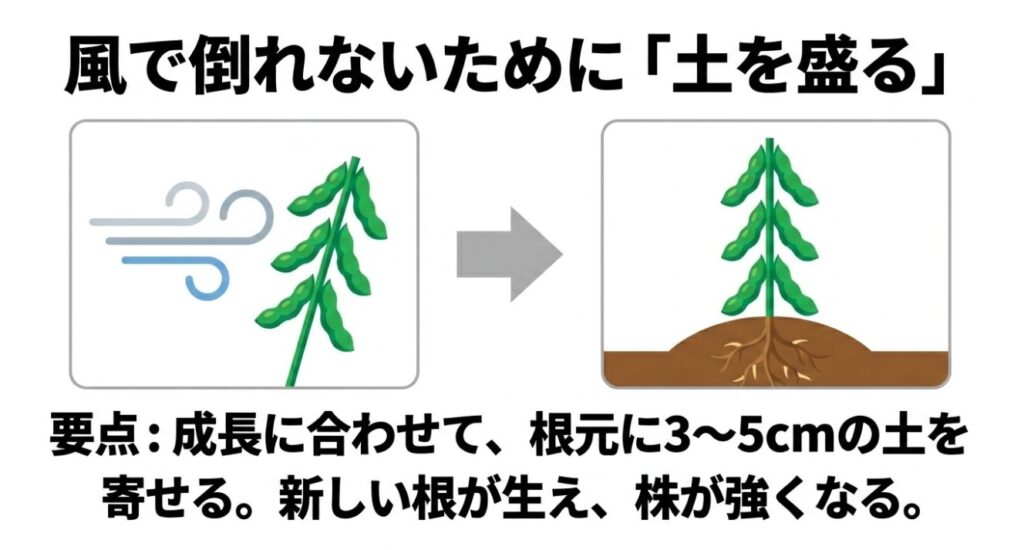 枝豆が風で倒れないために成長に合わせて根元に3から5cmの土を盛る土寄せ