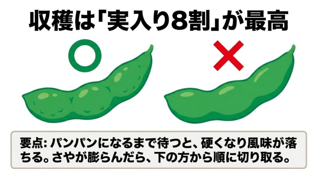枝豆の最高に美味しい収穫タイミングは実入り8割・さやが膨らんだら順に切り取る