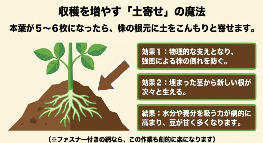 枝豆の根元に土をこんもりと寄せることで埋まった茎から新しい根が生え、倒れを防ぐ土寄せの効果