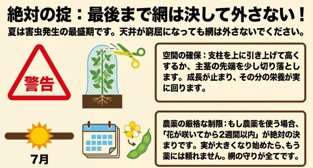 害虫発生の最盛期である夏は最後まで網を外さず、空間を確保するために主茎の先端を切り落とす図解