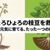 ひょろひょろの枝豆を太く元気に育てる、たった一つの極意