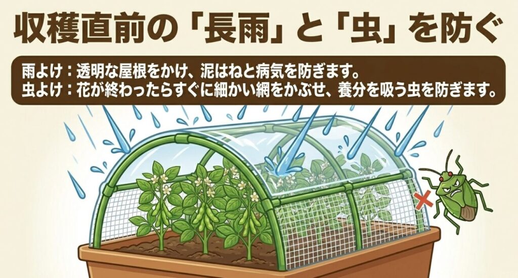 収穫直前の長雨による病気を防ぐ透明な雨よけと、カメムシなどの害虫を防ぐ防虫ネット
