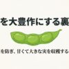 枝豆を大豊作にする裏ワザと、失敗を防ぎ甘くて大きな実を収穫する極意
