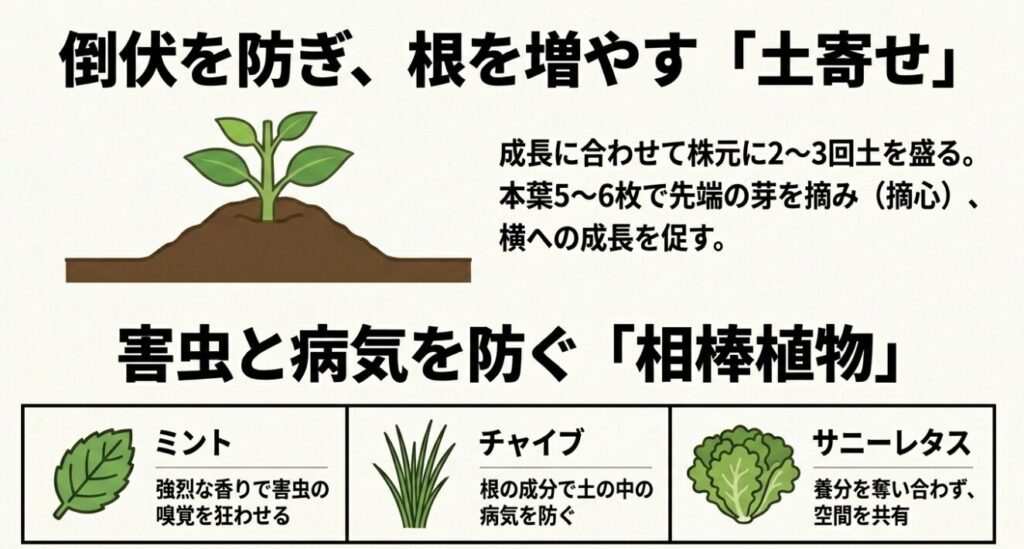 枝豆の倒伏を防ぐ土寄せと、害虫や病気を防ぐミントやチャイブなどの相棒植物