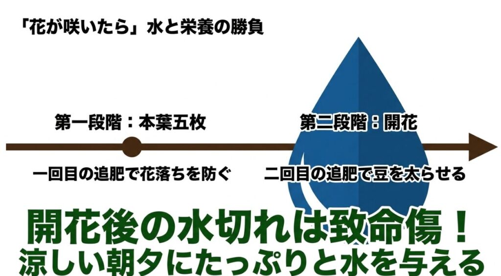 1回目の追肥で花落ちを防ぎ2回目で豆を太らせるポイントと、開花後の水切れを防ぐための朝夕の水やり