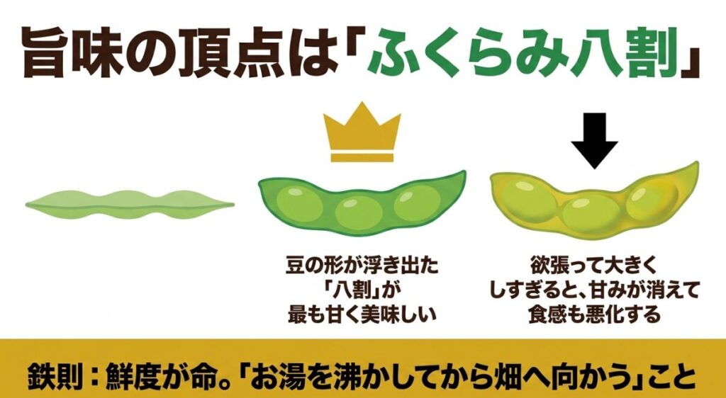 豆の形が浮き出た「八割」が最も甘く美味しいタイミングであり、大きくしすぎると甘みが消える