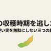 枝豆の収穫時期を逃したら? 黄色く硬い実を無駄にしない三つの救済方法