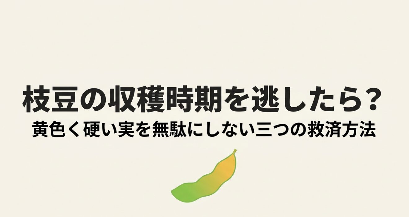 枝豆の収穫時期を逃したら? 黄色く硬い実を無駄にしない三つの救済方法