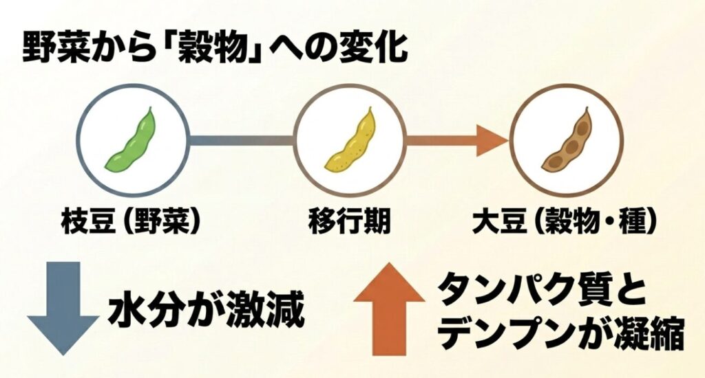野菜から穀物への変化。水分が激減し、タンパク質とデンプンが凝縮されます。