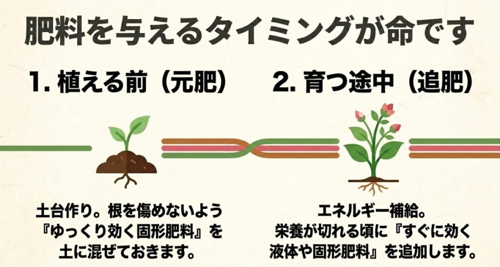 元肥と追肥など植物に肥料を与える最適なタイミング