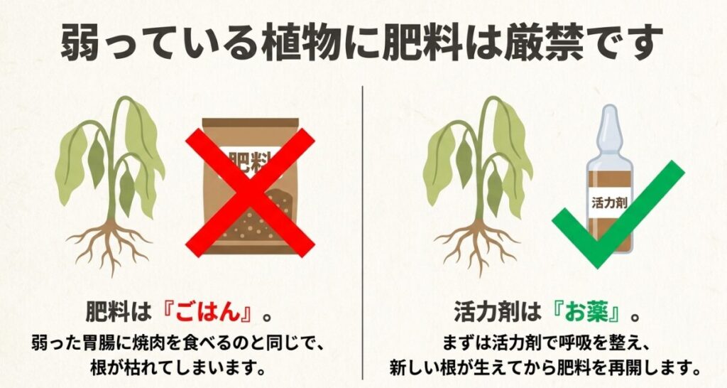 弱っている植物に肥料は厳禁！活力剤を先に使用する理由